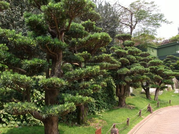 Conifers at Nan Lian garden