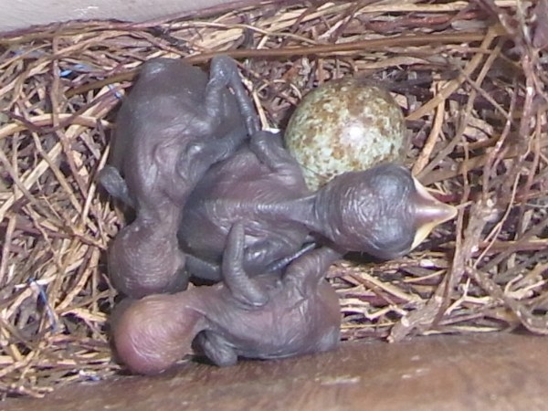 Three new-born Oriental Magpie-Robins in the nest