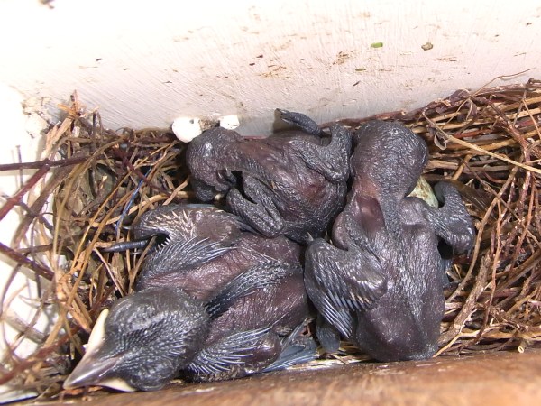 5 Day Old Oriental Magpie-Robins