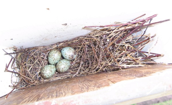 Oriental Magpie-Robin Eggs in Nest