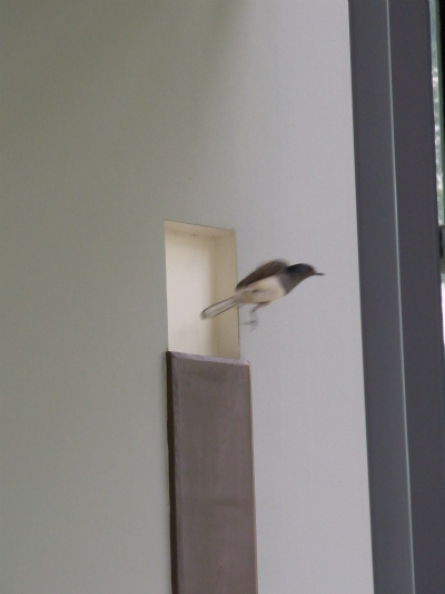 Oriental Magpie-Robin in Flight