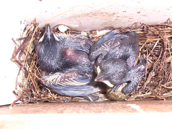 Oriental Magpie-Robins, Day 6