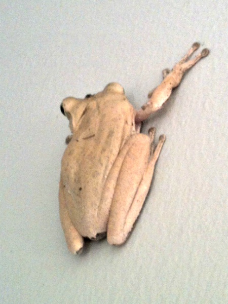 Frog on Wall